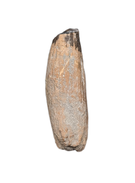 Ichthyosaurus communis Tooth. Early Jurassic Period, England.