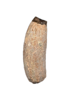 Ichthyosaurus communis Tooth. Early Jurassic Period, England.