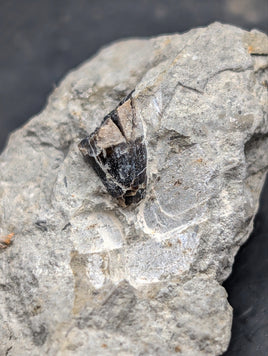 Ichthyosaurus communis Tooth. Early Jurassic Period, England.