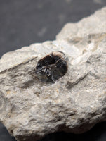 Ichthyosaurus communis Tooth. Early Jurassic Period, England.