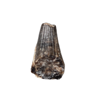 Ichthyosaurus communis Tooth. Early Jurassic Period, England.