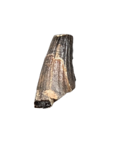 Ichthyosaurus communis Tooth. Early Jurassic Period, England.