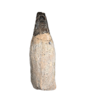 Ichthyosaurus communis Tooth. Early Jurassic Period, England.