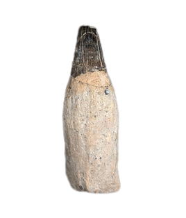 Ichthyosaurus communis Tooth. Early Jurassic Period, England.