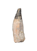 Ichthyosaurus communis Tooth. Early Jurassic Period, England.