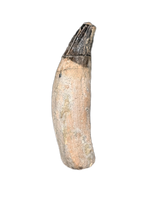 Ichthyosaurus communis Tooth. Early Jurassic Period, England.