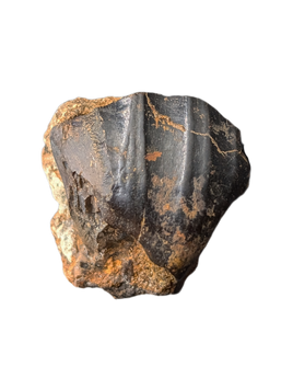 Iguanodont Tooth, England, Early Cretaceous