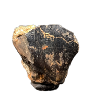 Iguanodont Tooth, England, Early Cretaceous