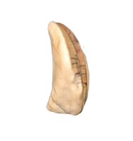 Elrhazosaurus (Dryosaur) Tooth