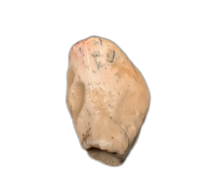 Elrhazosaurus (Dryosaur) Tooth