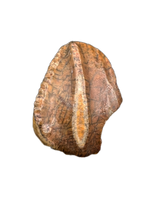 Elrhazosaurus (Dryosaur) Tooth