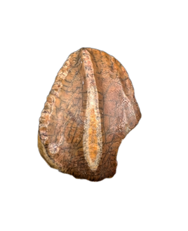 Elrhazosaurus (Dryosaur) Tooth