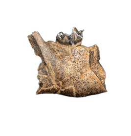 Mammal Jaw Section, Hell Creek Formation