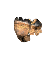 Multituberculate Mammal Tooth, Hell Creek Formation