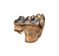 Multituberculate Mammal Tooth, Hell Creek Formation