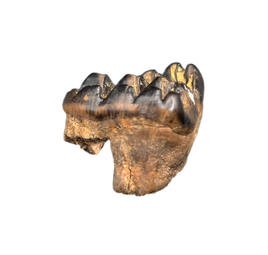 Multituberculate Mammal Tooth, Hell Creek Formation