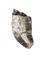 Allosaurus Tooth