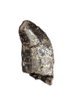 Allosaurus Tooth