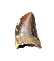 Tyrannosaurus Rex Baby Tooth