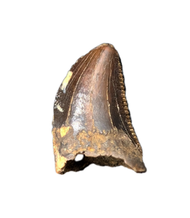 Tyrannosaurus Rex Baby Tooth