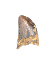 Tyrannosaurus Rex Baby Tooth