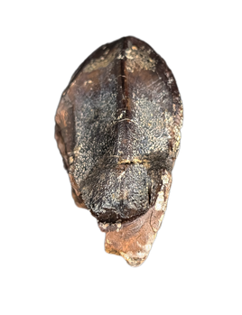 Unworn Triceratops Tooth