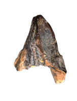 Unworn Triceratops Tooth