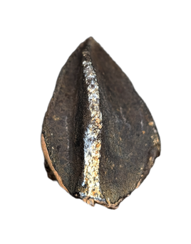 Unworn Triceratops Tooth