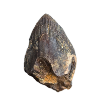 Unworn Triceratops Tooth