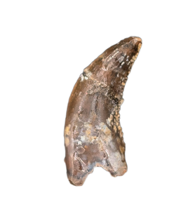 Dromaeosaur (Raptor) Tooth, Hell Creek Formation