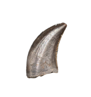 Acheroaptor Tooth, Hell Creek Formation