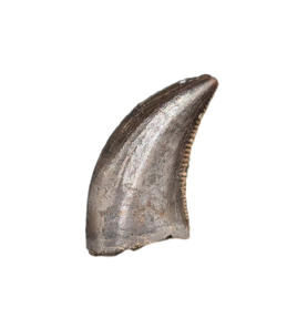 Acheroaptor Tooth, Hell Creek Formation