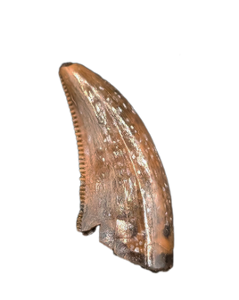 Acheroaptor Tooth, Hell Creek Formation