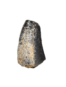 Tyrannosaurus Rex Tooth