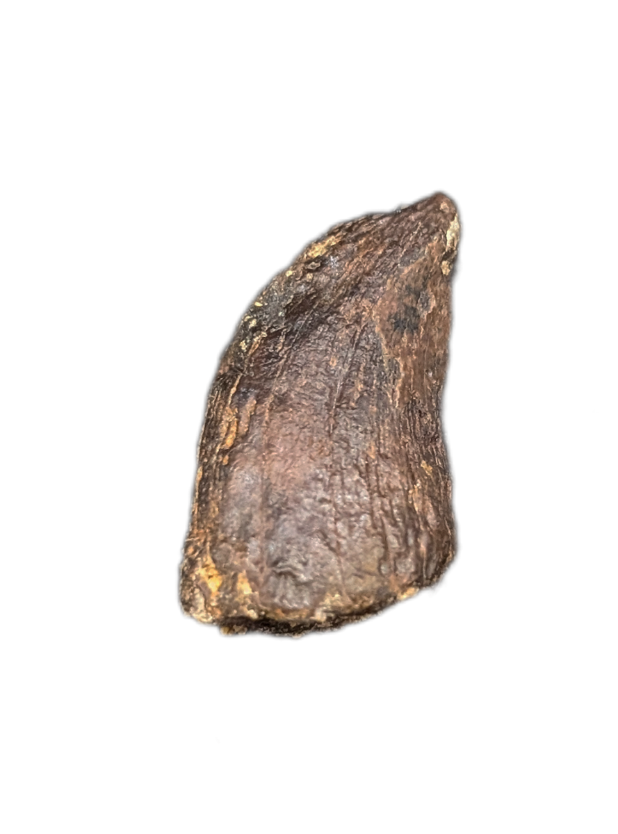 Tyrannosaurus Rex Tooth| The Daily Rex