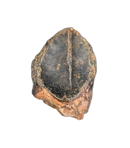 Triceratops Tooth