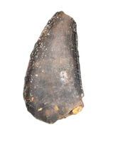 Nanotyrannus Tooth