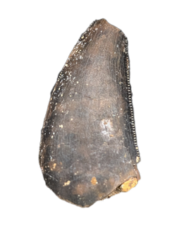 Nanotyrannus Tooth