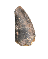 Nanotyrannus Tooth