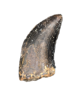 Nanotyrannus Tooth