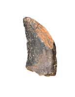 Nanotyrannus Tooth