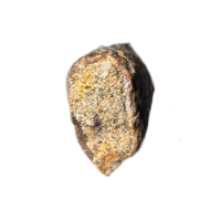 Nanotyrannus Tooth