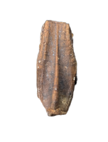 Edmontosaurus Upper Jaw Tooth