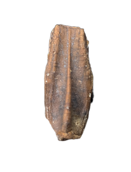 Edmontosaurus Upper Jaw Tooth