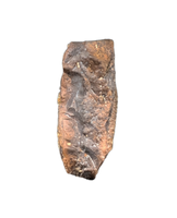 Edmontosaurus Upper Jaw Tooth