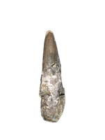 Phytosaur Tooth, Chinle Formation