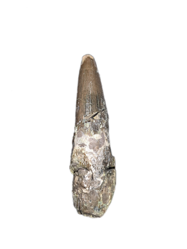 Phytosaur Tooth, Chinle Formation