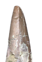 Phytosaur Tooth, Chinle Formation