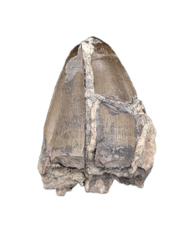 Phytosaur Tooth, Chinle Formation