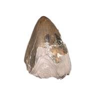 Phytosaur Tooth, Chinle Formation